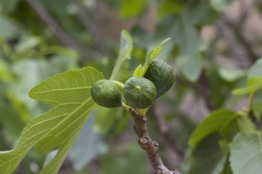İncir ağacının dalında incir
