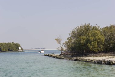 mangrov Milli Parkı abu dhabi Birleşik Arap Emirlikleri.