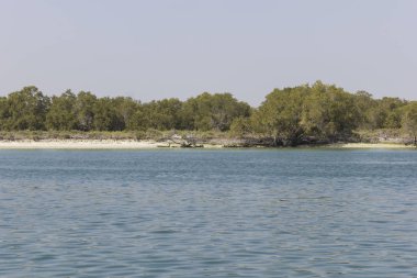 mangrov Milli Parkı abu dhabi Birleşik Arap Emirlikleri.