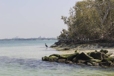mangrov Milli Parkı abu dhabi Birleşik Arap Emirlikleri.