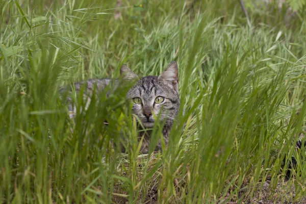 gray cat hiding in bush, cat hunting