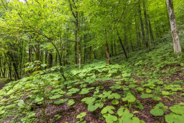 Ahki Tai - Benoy 'un turistik merkezi.