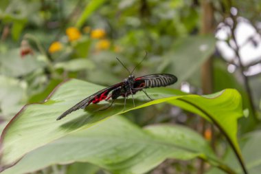 Kızıl Mormon Kelebeği 'nin yakın bir görüntüsü. Bilimsel adı Papilio rumanzovia. Yaprakta siyah