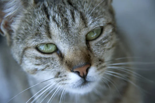 Home Pet Cat Green Eyes — Stock Photo, Image