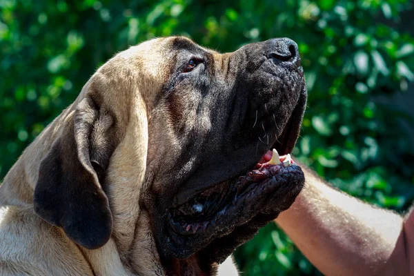 Köpeğini okşuyordu bir adam