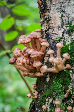 mantarların ağaçta yetiştiği