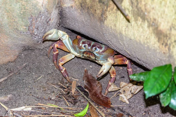 Krabbe versteckt sich unter einem Baum — Stockfoto