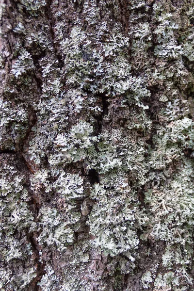 Mossa på ett träd — Stockfoto