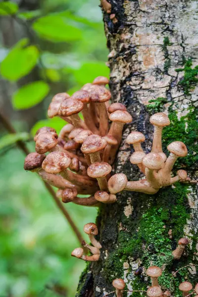 mantarların ağaçta yetiştiği