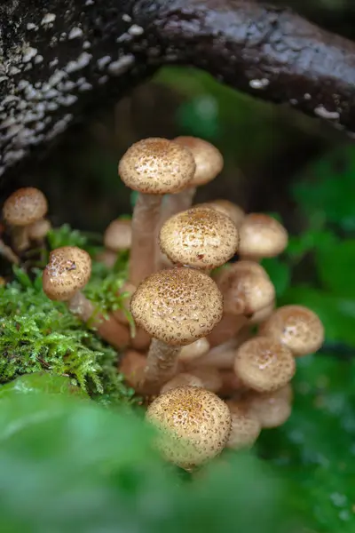 Las setas crecen en el árbol — Foto de Stock