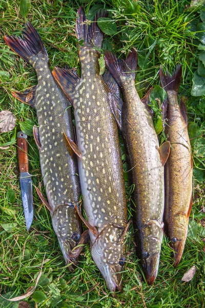 Large pike on a grass background — Stock Photo, Image