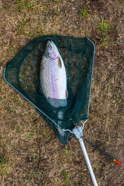 Caught trout in the net — Stock Photo, Image