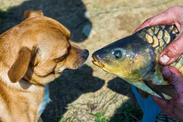 Cão olha para o peixe — Fotografia de Stock