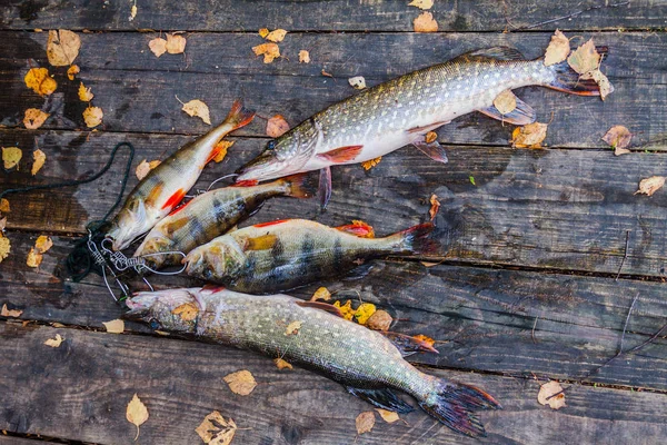 Caught pike in one day lying — Stock Photo, Image