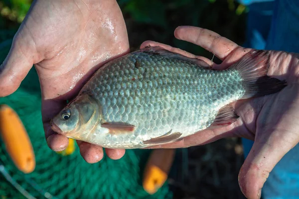 Crucian carp in the hands of the fisherman — Stock Photo, Image