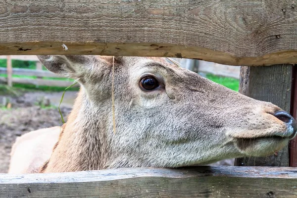 Deer looking into the gap of the fence, closeup