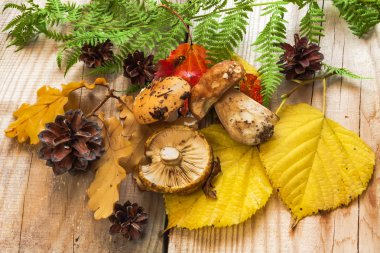 Mantar ile sonbahar Etüt