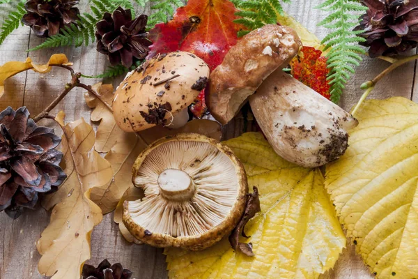 Mantar ile sonbahar Etüt