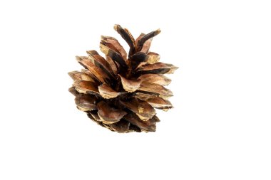 Beyaz arkaplanda çam kozalağı