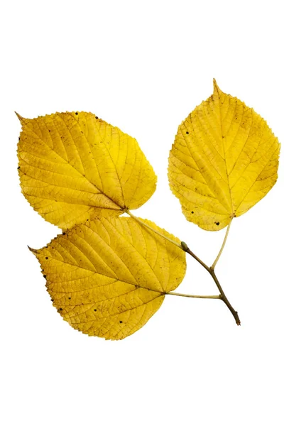 Folha amarela de tília — Fotografia de Stock