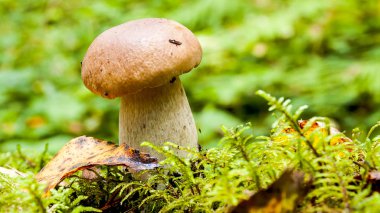 Yosun arasında ormandaki küçük mantar.