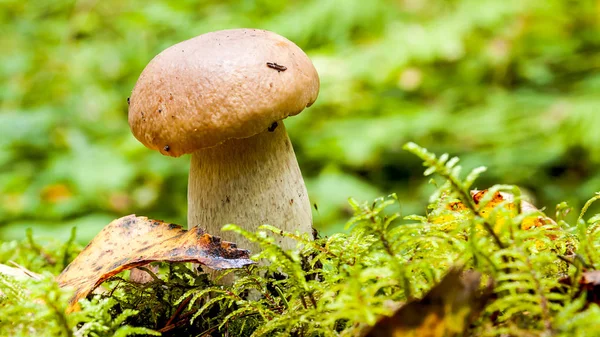 Yosun arasında ormandaki küçük mantar.