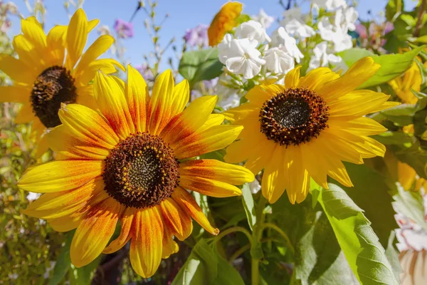 Arka plan mini ayçiçeği