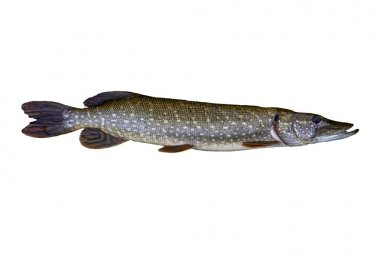 beyaz zemin üzerine pike