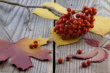 Sonbahar Rowan ilk frost sonra