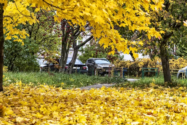 Autumn background. Yard trees with yellow leaves, cars