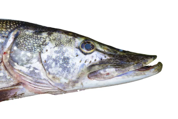 Pike's head on a white background — Stock Photo, Image