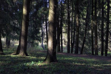 Bahar Göknar ormanı