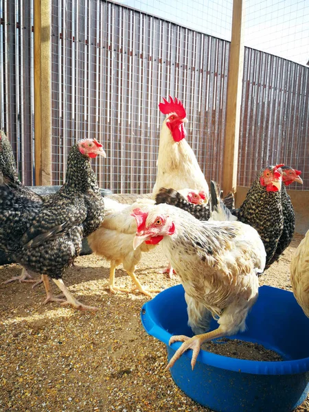 Hühner Legen Henne Vor Der Fütterung Den Stall — Stockfoto