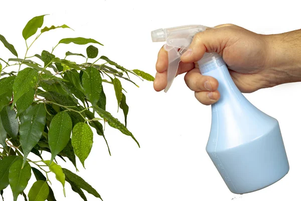 Uma planta verde é pulverizada com um spray mecânico . — Fotografia de Stock