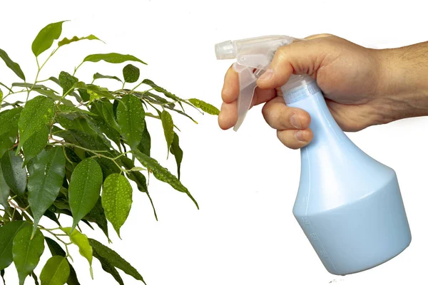 Zelená rostlina je postříkána mechanickým sprejem. Royalty Free Stock Fotografie