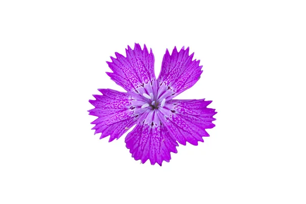 Yaban çiçeği çiçeğinin beyaz arka planda yakın çekimi. İzole et