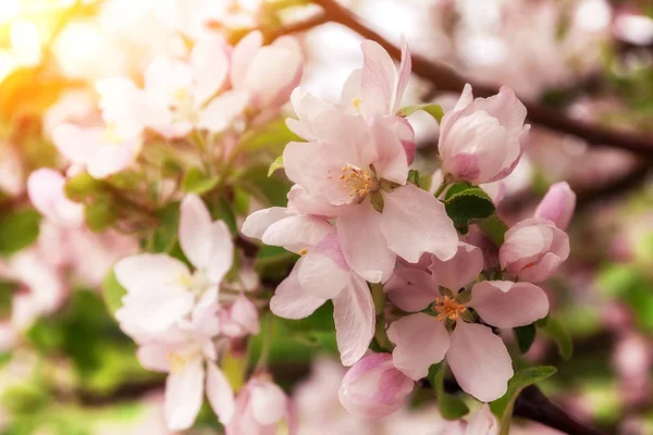 Bloeiende appelbloesems in het vroege voorjaar in de natuurlijke omgeving. — Stockfoto