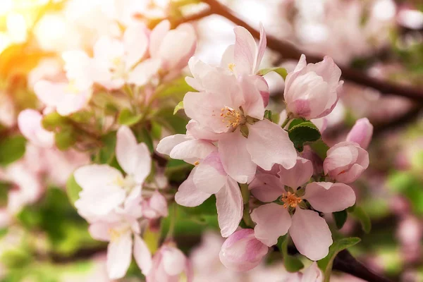 Kvetoucí jablka kvete na jaře v přírodním prostředí. Stock Obrázky