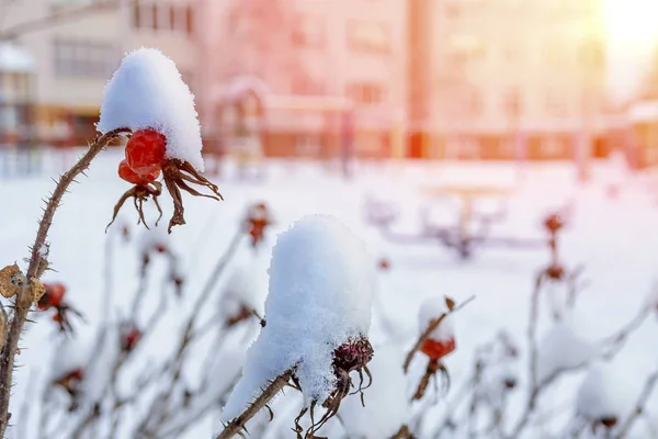 浅色背景下雪地里的红玫瑰浆果. — 图库照片