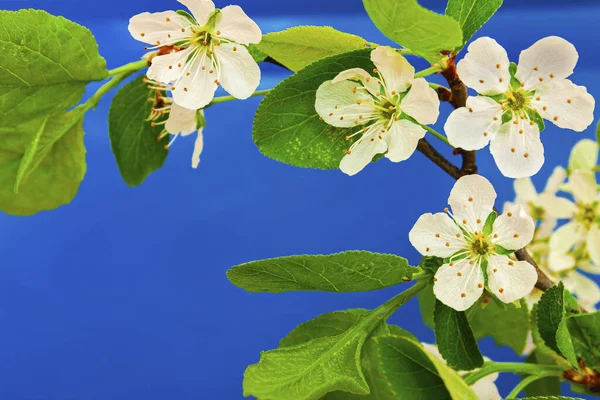 Mavi arka planda bir kiraz çiçeği.