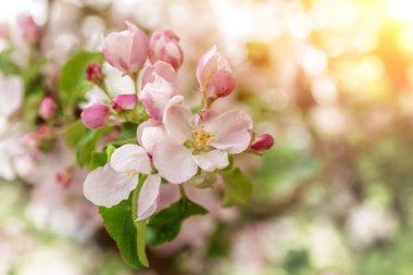 Arka plan için. Tomurcuklanan elma ağaçları, yakın plan.