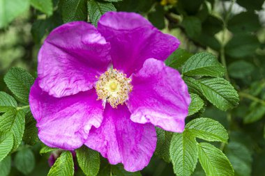 Büyük bir gül çiçeği, ilkbaharın başlarında.