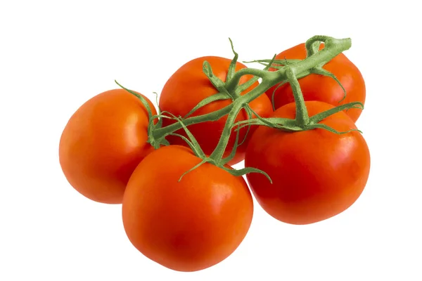 Tomates vermelhos pendurados no ramo. Tudo sobre um fundo branco . — Fotografia de Stock