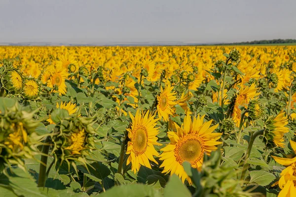 Багато соняшників ростуть у полі. Крупним планом . — стокове фото