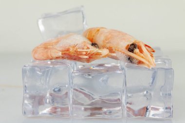 Karidesler arka planda buzun üzerinde uzanır. Yakın plan..