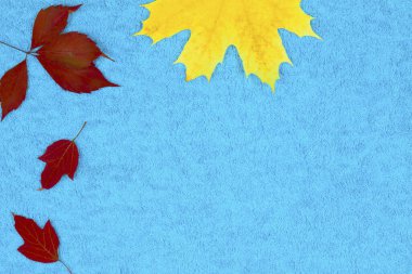 Renkli arkaplanda sonbahar yaprakları, üst görünüm