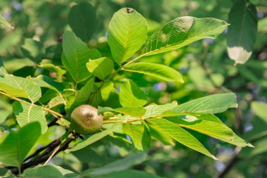 Büyük yaprakların arka planında canlı yeşil meyve