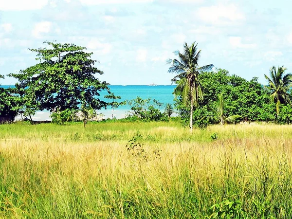 Herbe verte et la plage de beauté — Photo