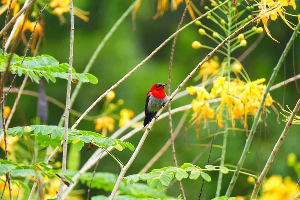 Beautiful tropical bird in flowers — Stock Photo, Image
