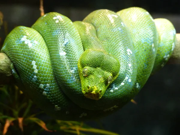 Serpente verde no ramo — Fotografia de Stock